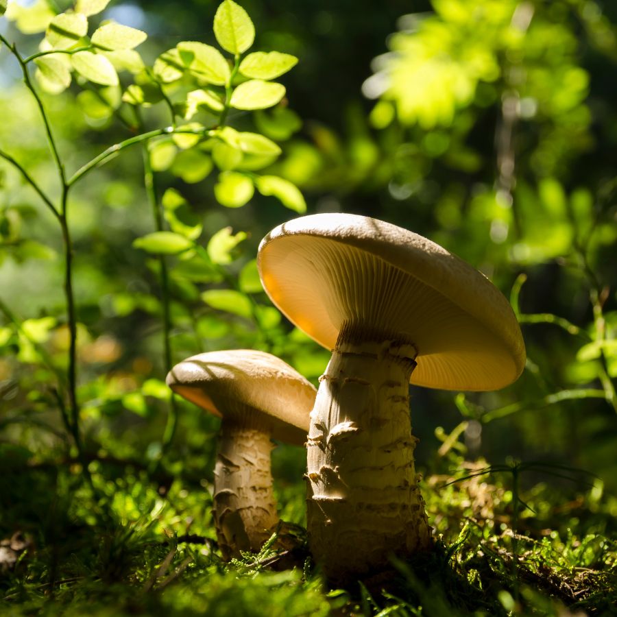 1 mushrooms